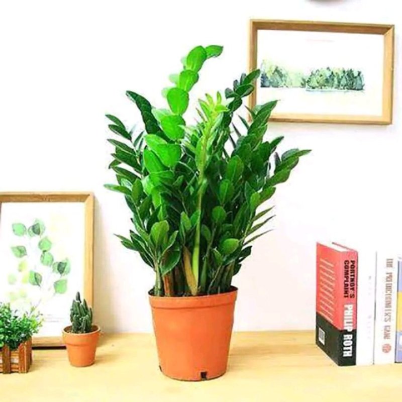 金钱树盆栽植物室内大绿植钱串子招财客厅四季常青发财树盆景