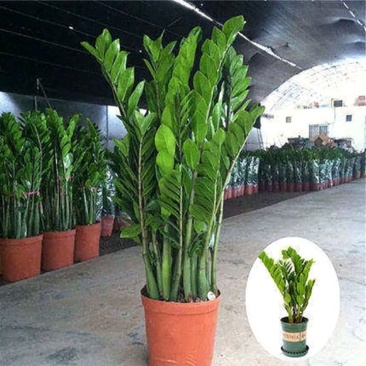 金钱树盆栽植物室内大绿植钱串子招财客厅四季常青发财树盆景