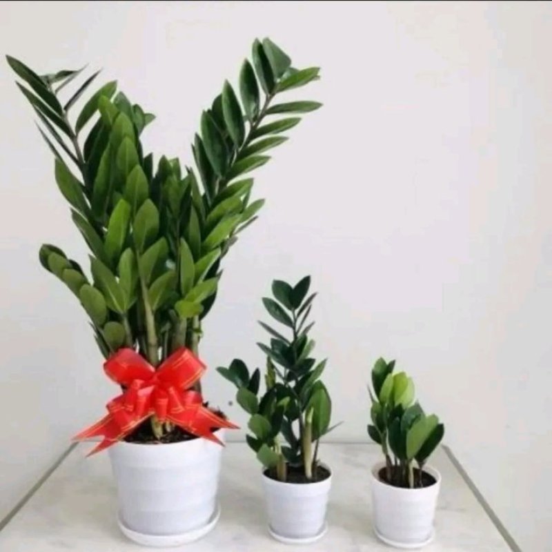 金钱树盆栽植物室内大绿植钱串子招财客厅四季常青发财树盆景