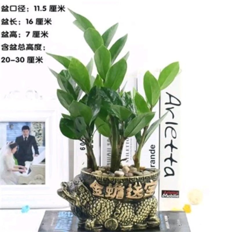 金钱树盆栽植物室内大绿植钱串子招财客厅四季常青发财树盆景