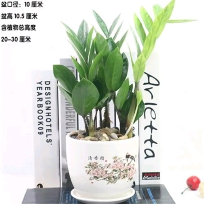 金钱树盆栽植物室内大绿植钱串子招财客厅四季常青发财树盆景