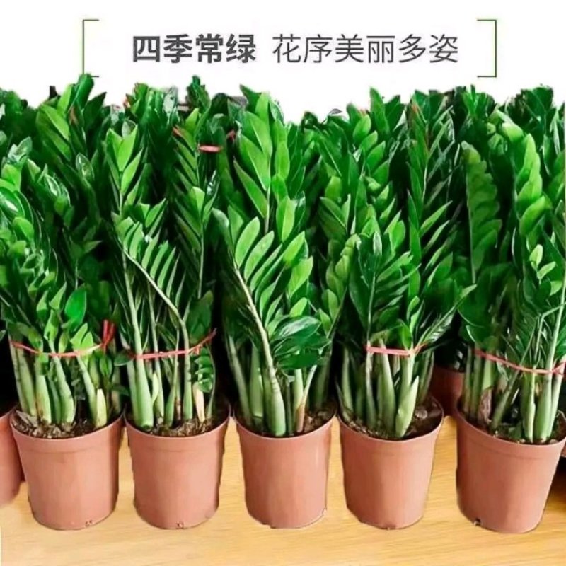金钱树盆栽植物室内大绿植钱串子招财客厅四季常青发财树盆景