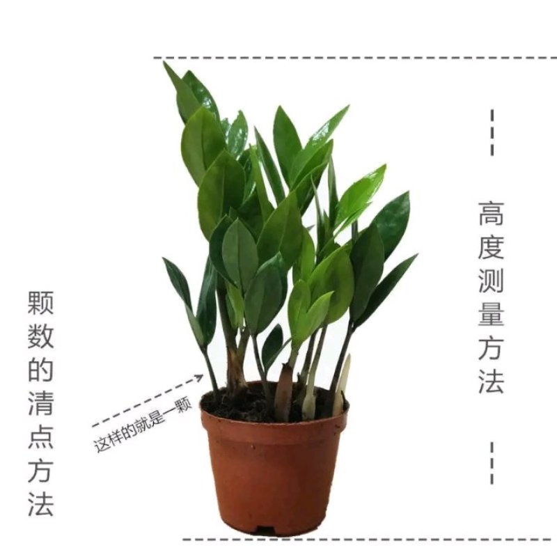 金钱树盆栽植物室内大绿植钱串子招财客厅四季常青发财树盆景