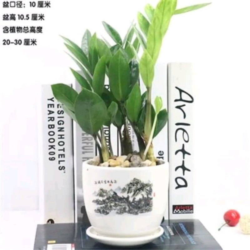 金钱树盆栽植物室内大绿植钱串子招财客厅四季常青发财树盆景