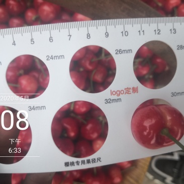 露天红灯大樱桃