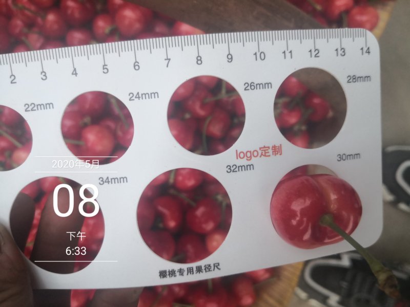 露天红灯大樱桃