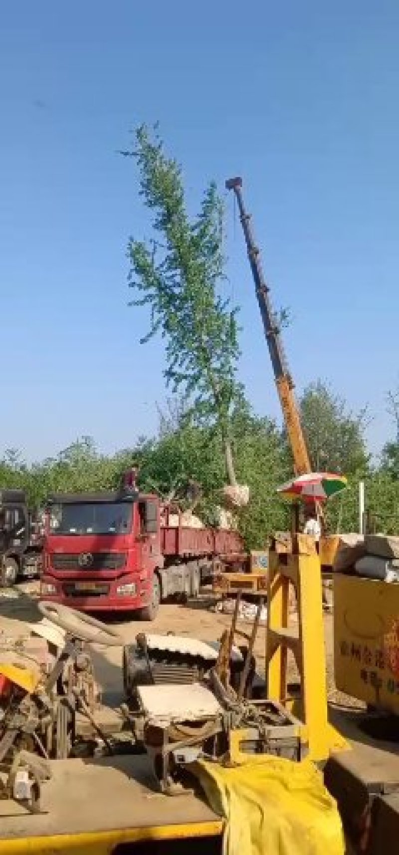 银杏树20公分25公分30公分35公分40公分45公分