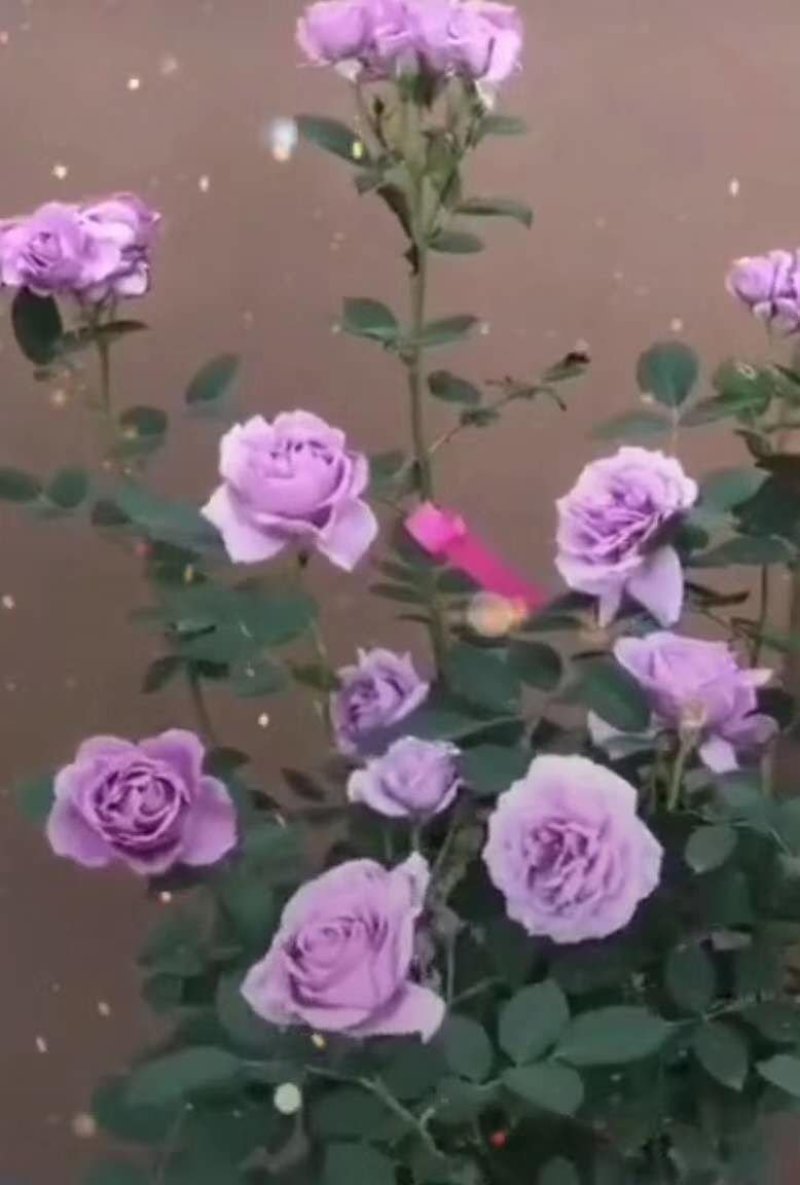 大花月季，丰花月季，花开多色基地直供，量大从优