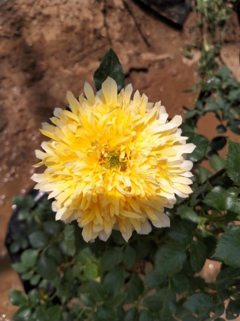 大花月季，丰花月季，花开多色基地直供，量大从优