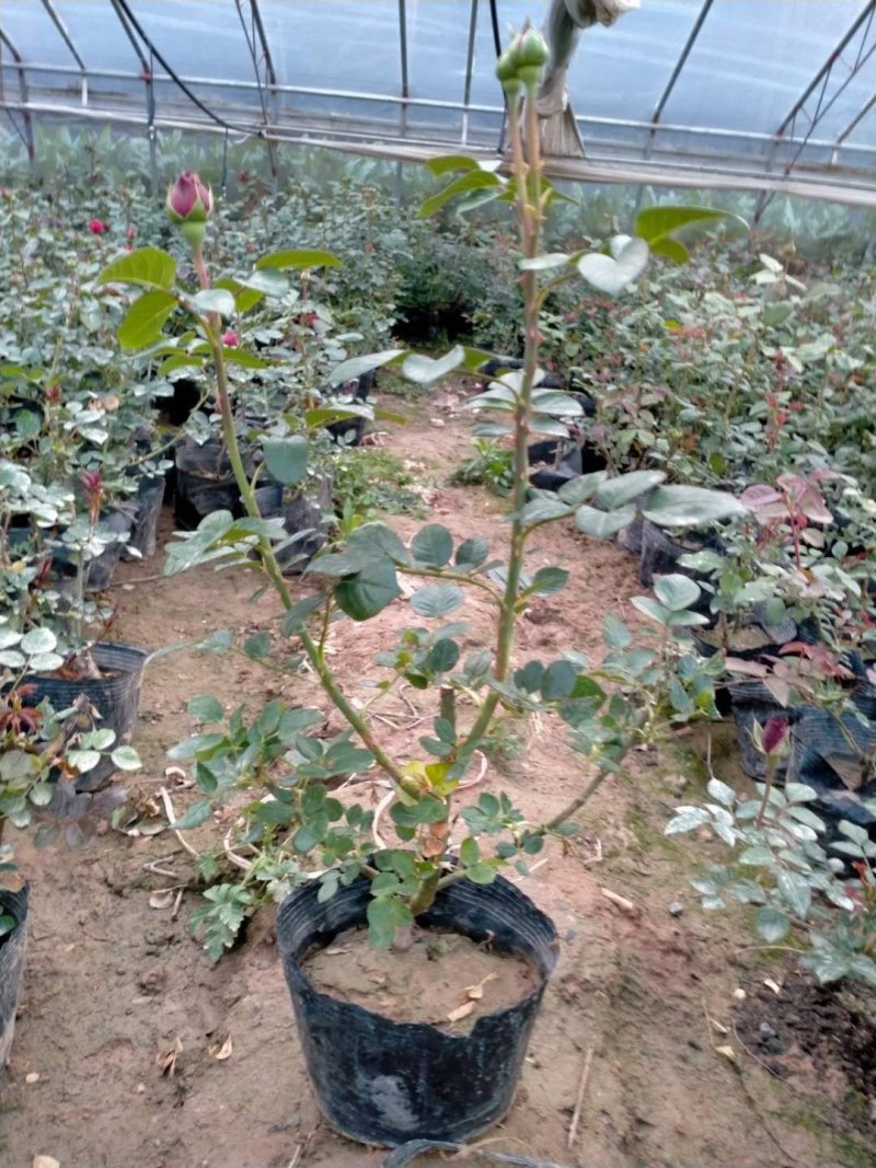 大花月季，丰花月季，花开多色基地直供，量大从优