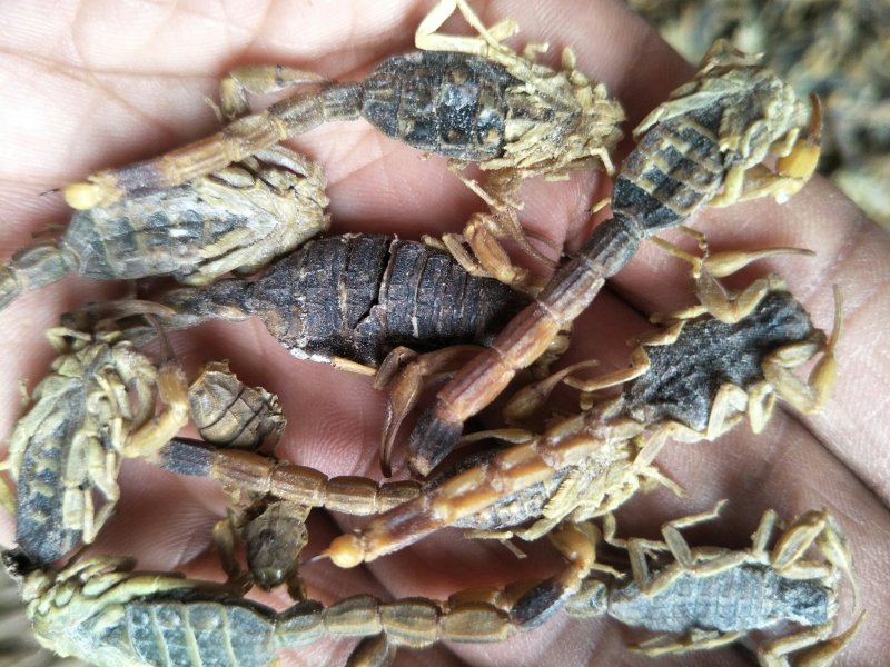 全蝎，淡水通货，质优价廉无杂，可食药两用