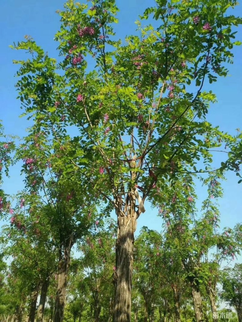 香花槐