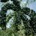 黑枸杞盆栽大树产地直销，适合南北方种植。