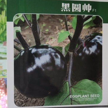 茄子种子圆茄种子