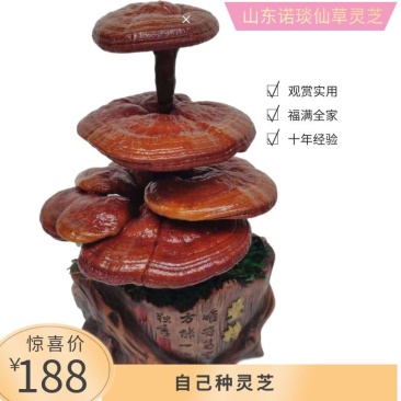 【灵芝盆景】山东冠县自家种植，货源有保障，欢迎来产地考察