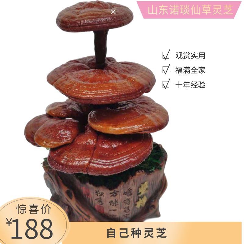 【灵芝盆景】山东冠县自家种植，货源有保障，欢迎来产地考察