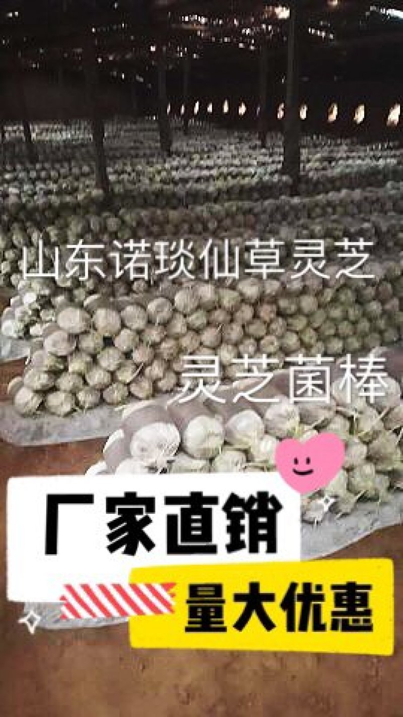 山东冠县灵芝菌棒️️，自产自销，可来我家大棚看货