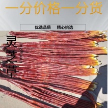 灵芝草，自动家种植的灵芝每一个都有50公分以上