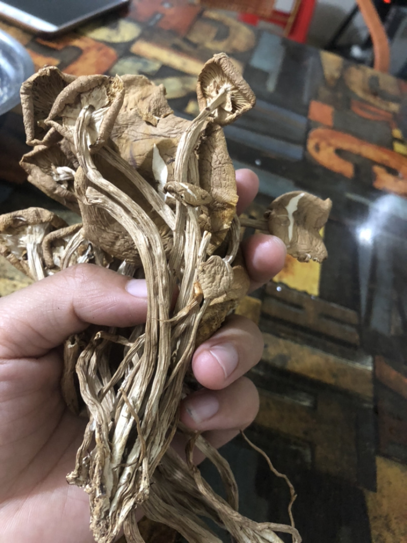 福建基地茶树菇一手货源资金链断裂便宜处理