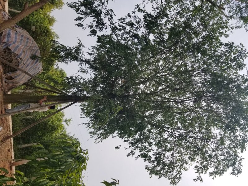 34大皂角树