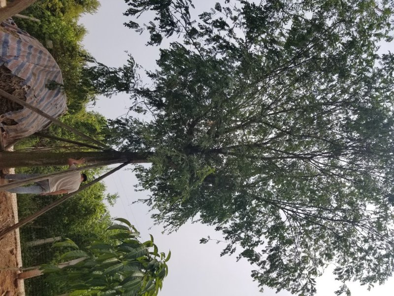 34大皂角树