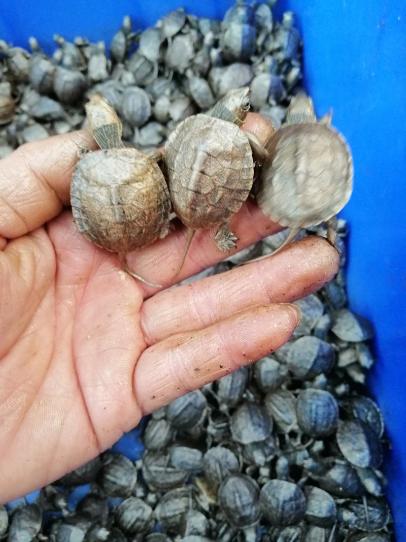 大量批发台湾草，绿线草龟，花草龟苗，石龟苗，火焰龟苗