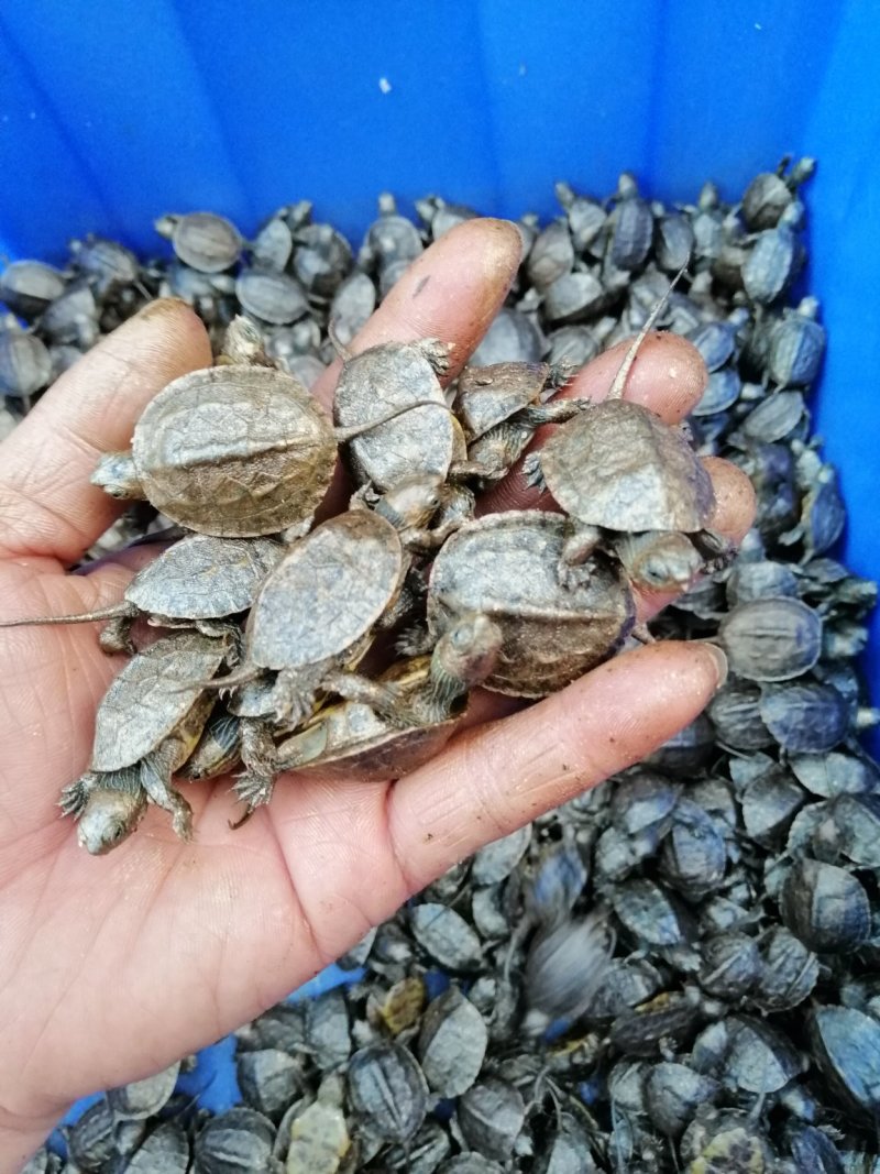 大量批发台湾草，绿线草龟，花草龟苗，石龟苗，火焰龟苗