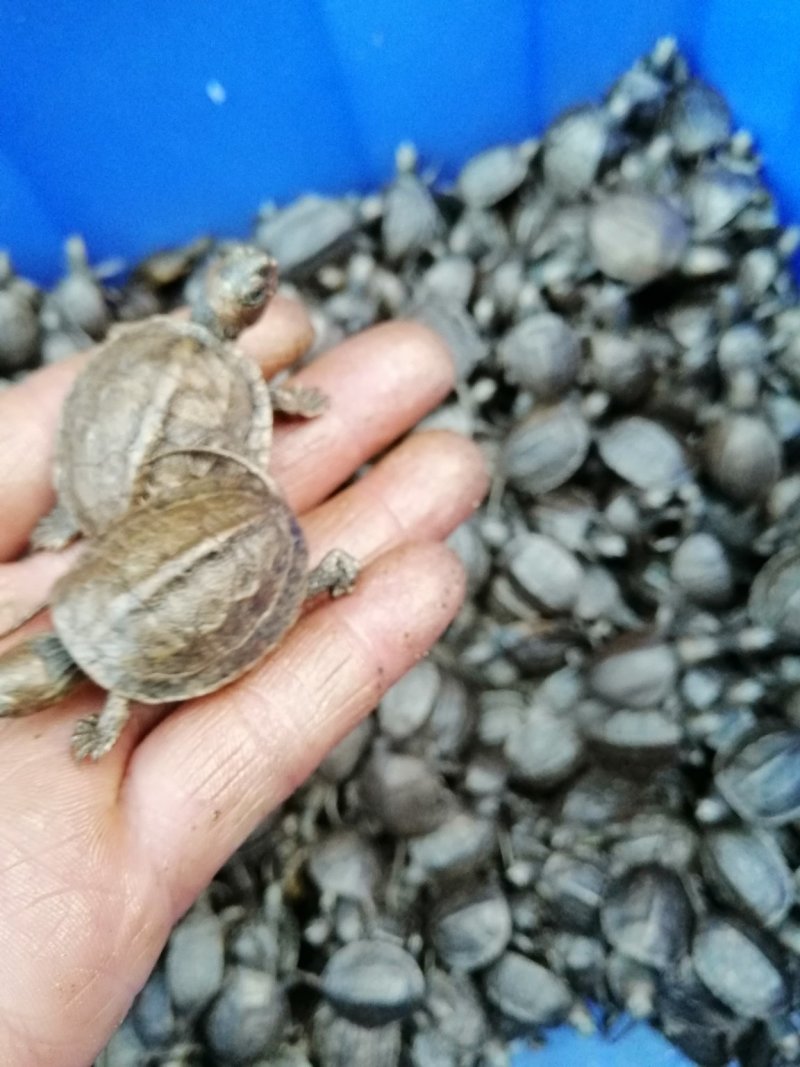 大量批发台湾草，绿线草龟，花草龟苗，石龟苗，火焰龟苗