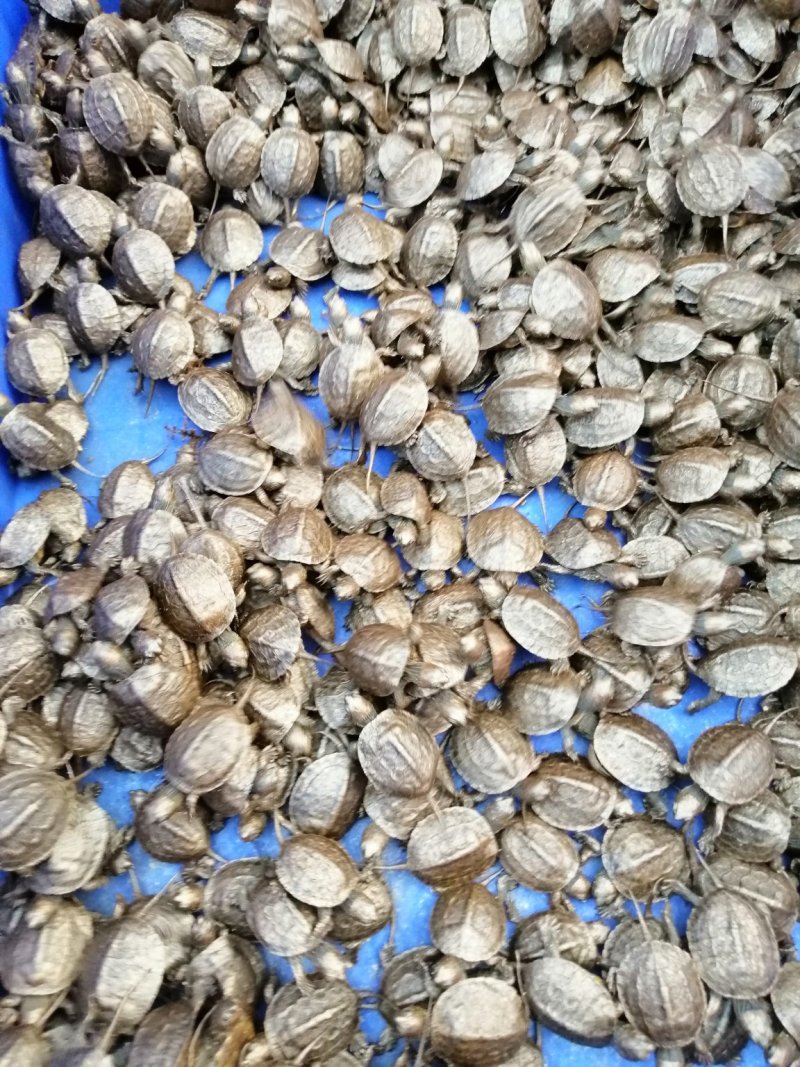 大量批发台湾草，绿线草龟，花草龟苗，石龟苗，火焰龟苗