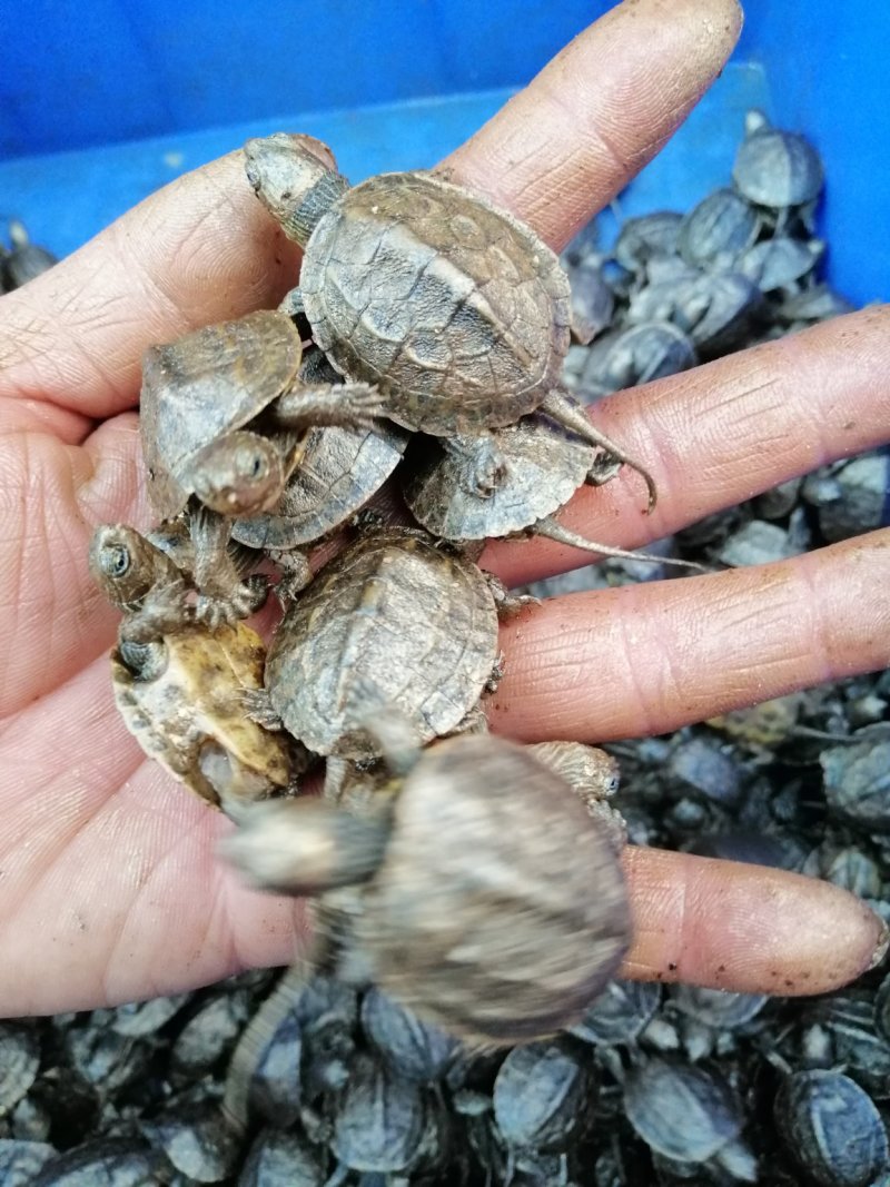 大量批发台湾草，绿线草龟，花草龟苗，石龟苗，火焰龟苗