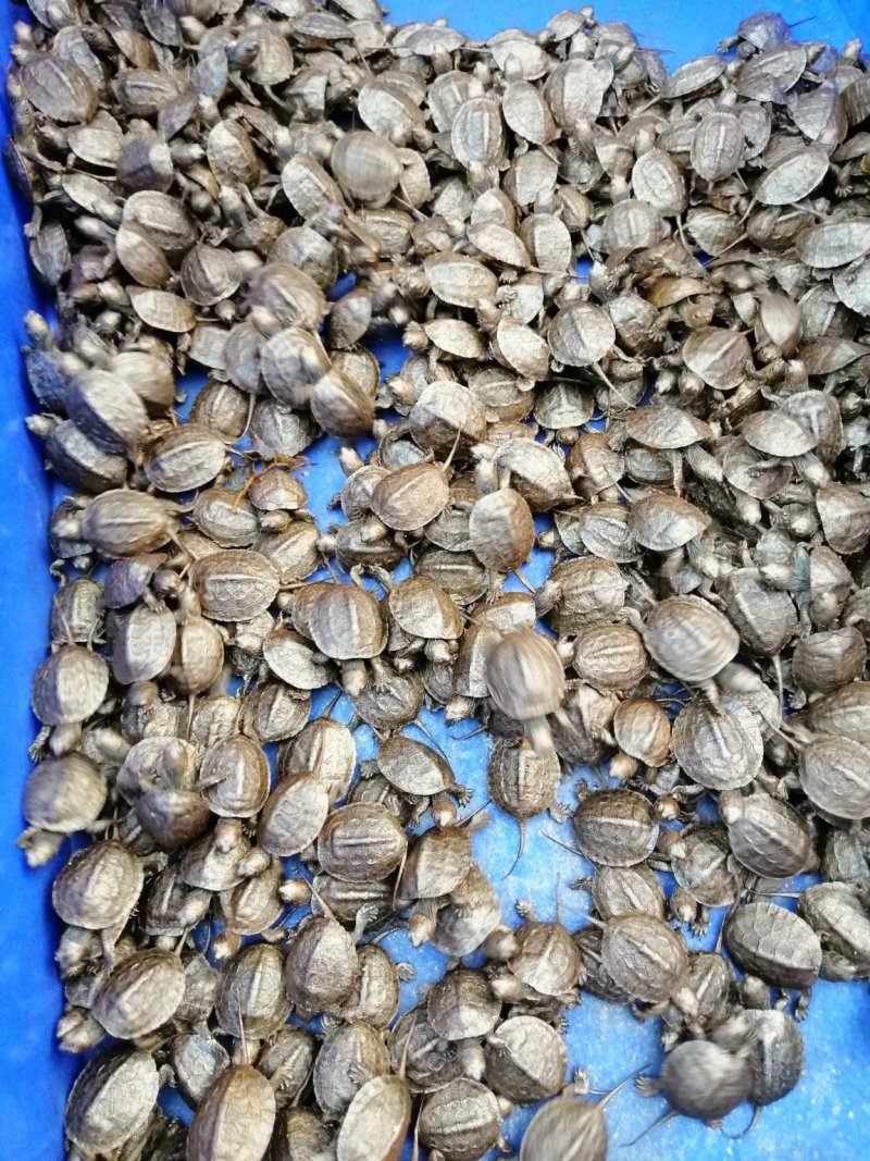 大量批发台湾草，绿线草龟，花草龟苗，石龟苗，火焰龟苗