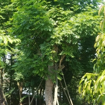52大无患子