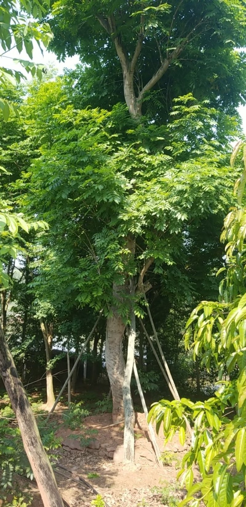 52大无患子