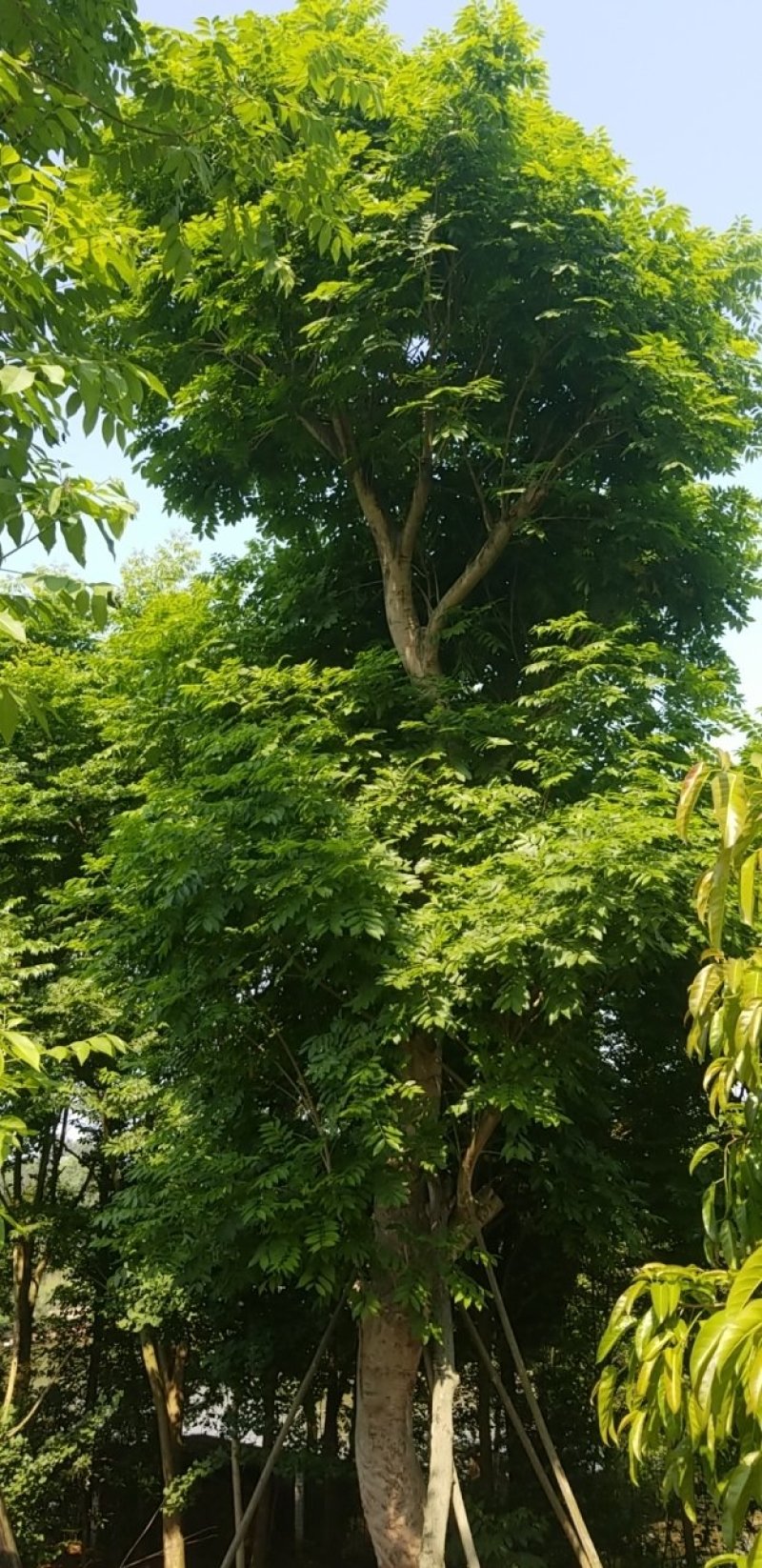 52大无患子