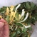 福建野生金银花干品日晒的甘甜农家