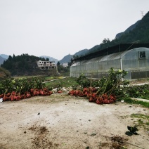 早黑珍珠，美人奶香，白玫瑰香堤，无籽脆堤，新丰葡萄，柚子