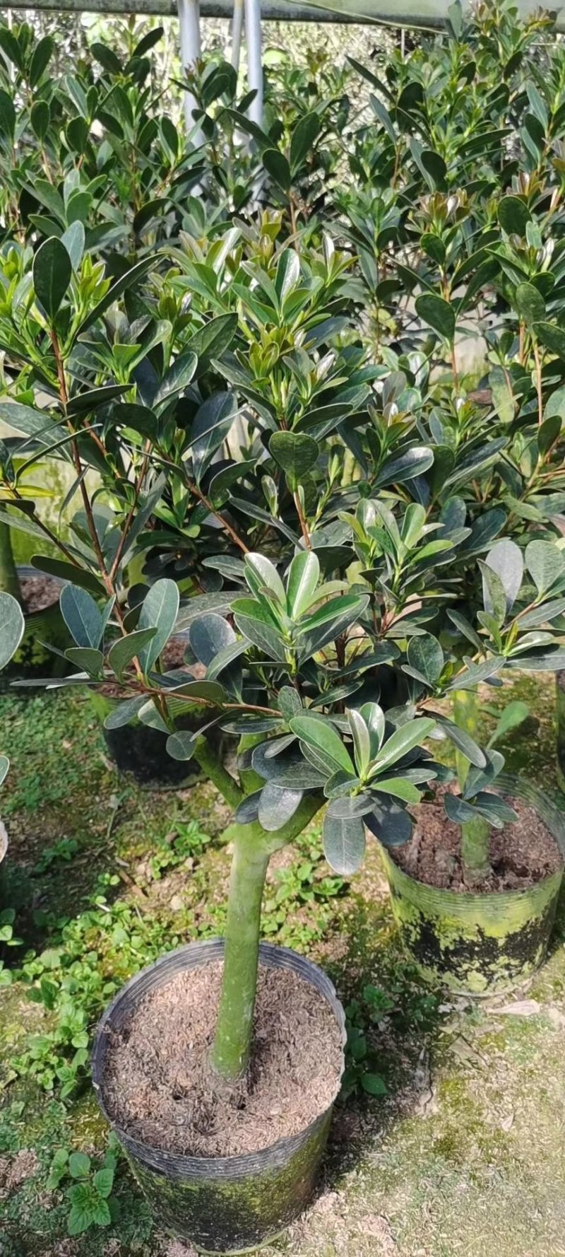 红叶贝拉大花型原盆原土栽茶花美国进口名贵品种