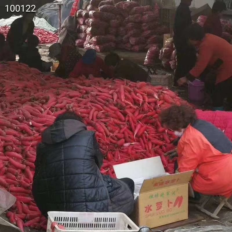 红萝卜红皮萝卜上市大棚货果形好质量很好
