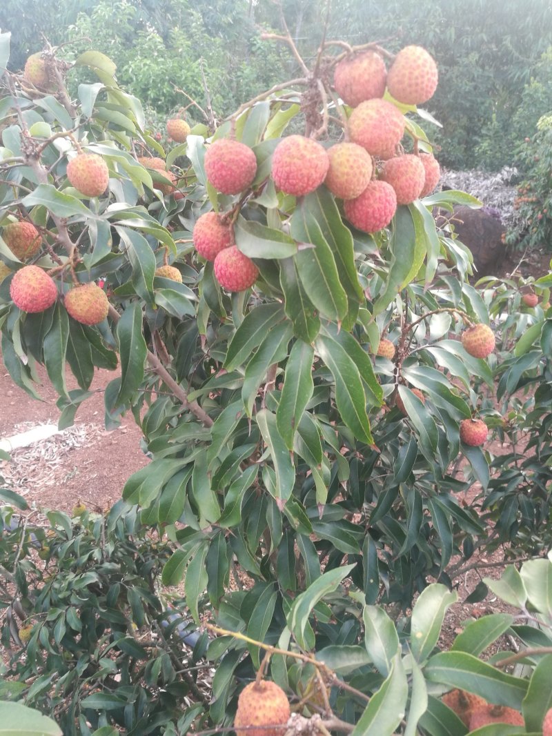 荔枝