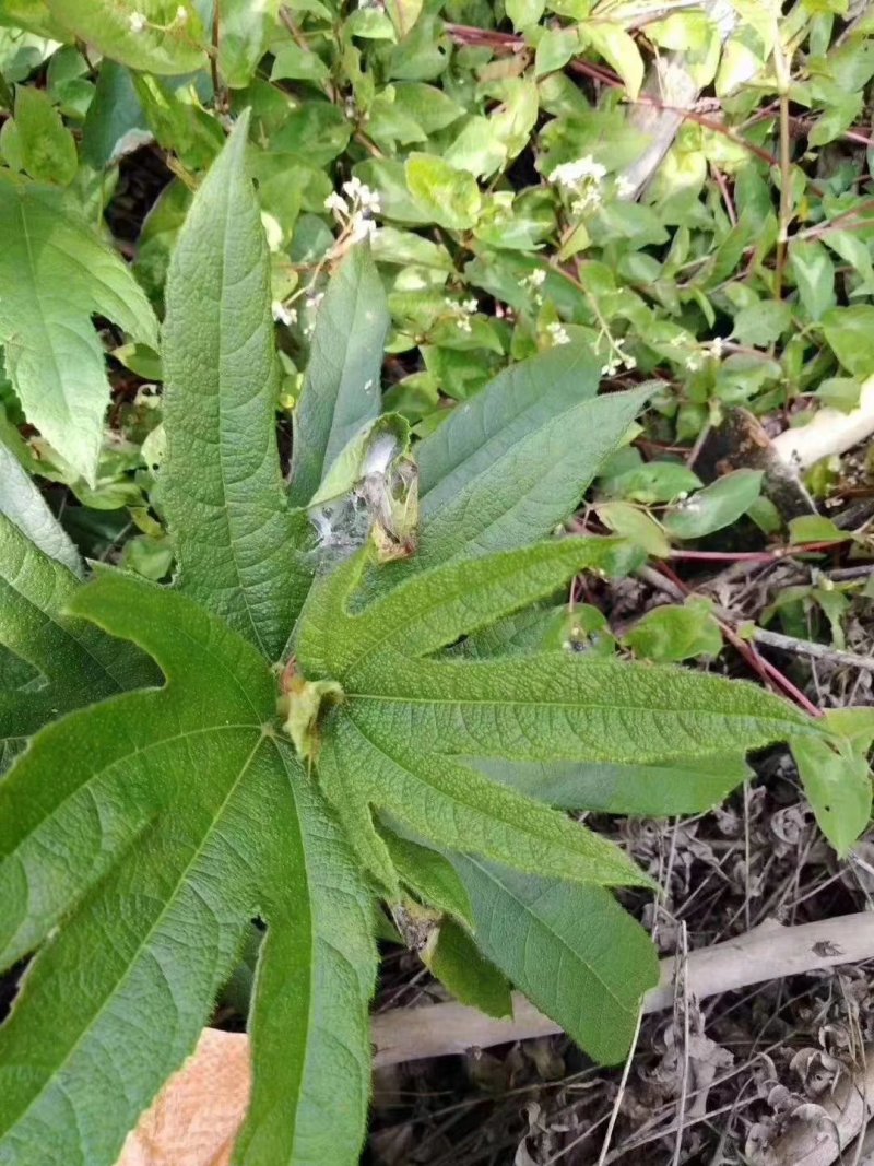 广东河源深山野生五指毛桃根，小扎五指毛桃奶香味无大量批发