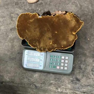 正宗桑树桑黄精品中的精品神农高山桑黄