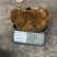 正宗桑树桑黄精品中的精品神农高山桑黄