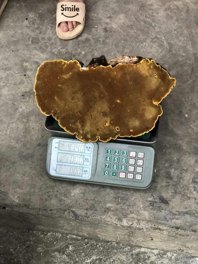 正宗桑树桑黄精品中的精品神农高山桑黄