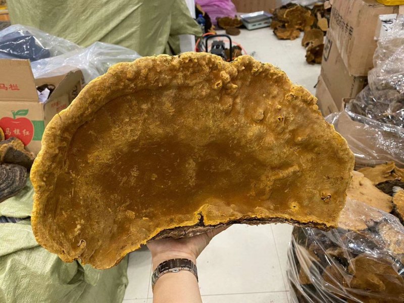 正宗桑树桑黄精品中的精品神农高山桑黄