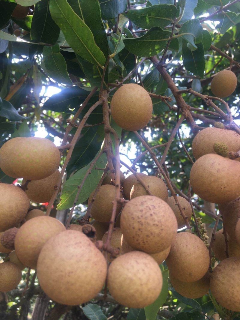 广东省高州市荔枝之乡，《龙眼有现货，一件袋发》