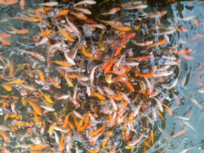 供应锦鲤鱼苗三色锦鲤红白锦鲤附近鱼苗