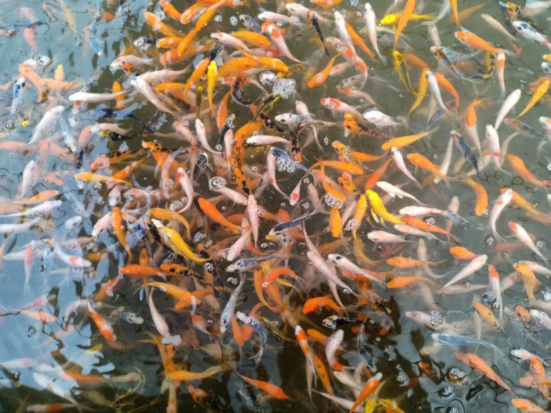 供应锦鲤鱼苗三色锦鲤红白锦鲤附近鱼苗