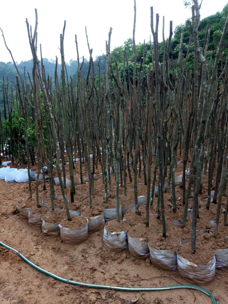玉桂树