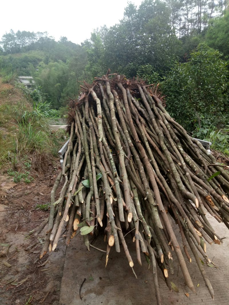 玉桂树