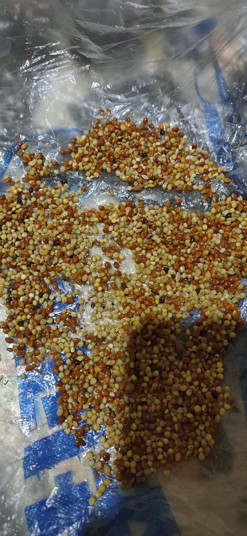 糜子